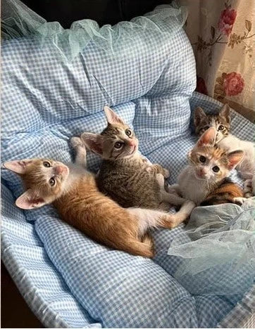 Three kittens resting together on blue gingham bedding.